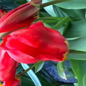 Madame Lefeber Red Emperor Tulip Bulbs (Tulipa fosteriana Madame Lefeber Red Emperor) 4